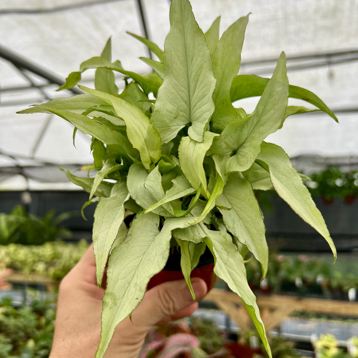 sansevieria silver fox 4” Syngonium 'Silver Fox' – Canopy Plant Co