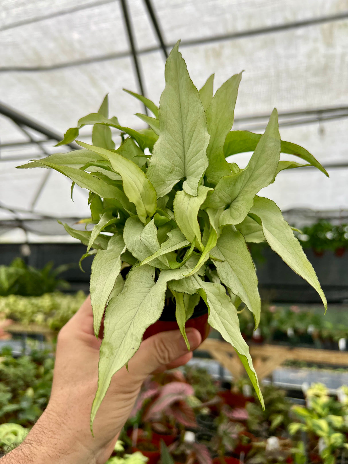 4” Syngonium 'Silver Fox' - Canopy Plant Co.