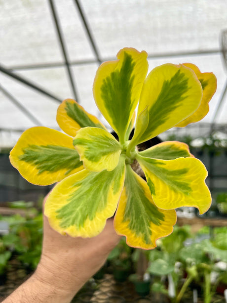 4" Euphorbia poissonii (variegated) - Canopy Plant Co.