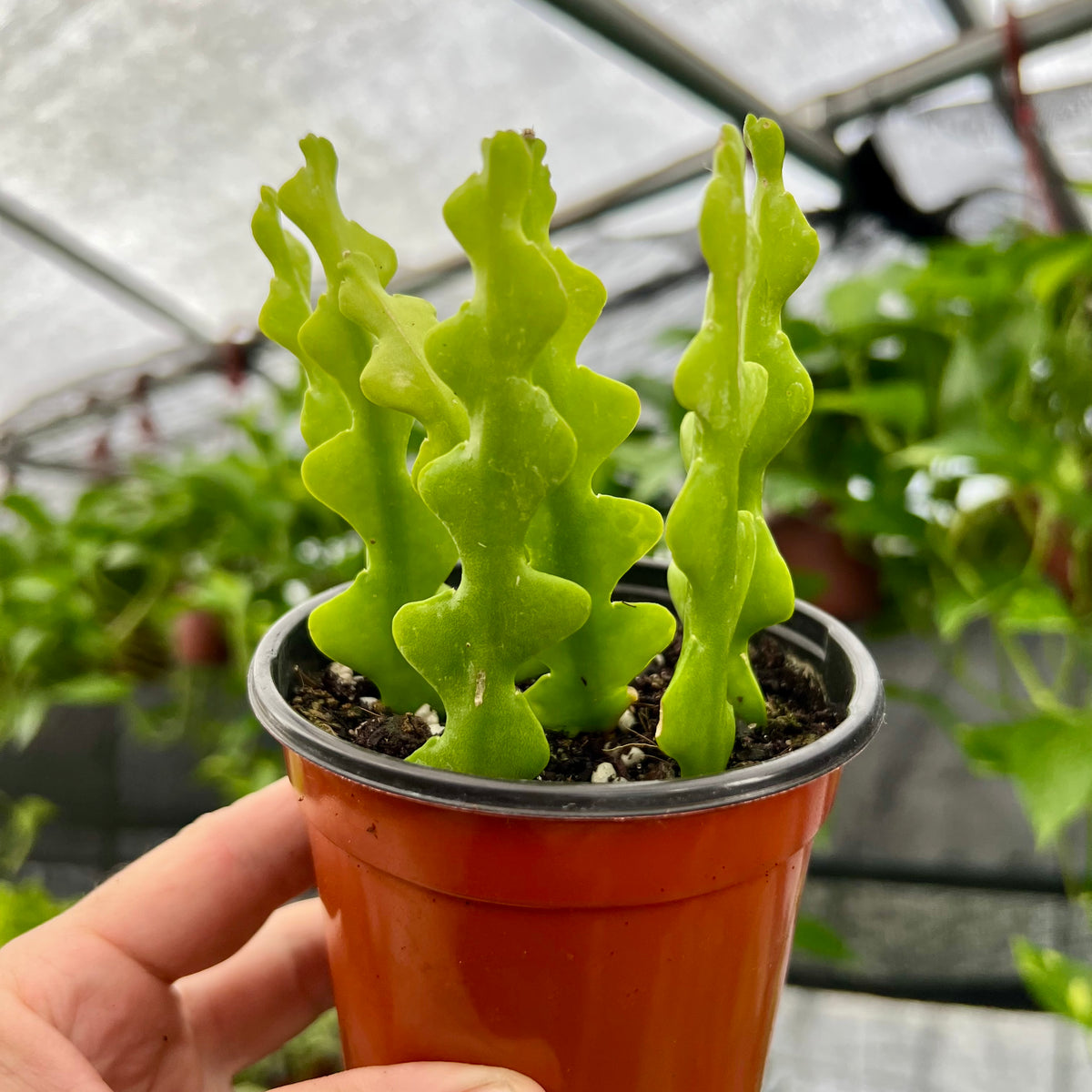 best soil for fishbone cactus 4" Epiphyllum anguliger 'Fishbone Cactus'