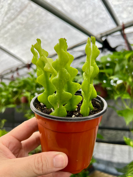 4" Epiphyllum anguliger 'Fishbone Cactus' - Canopy Plant Co.