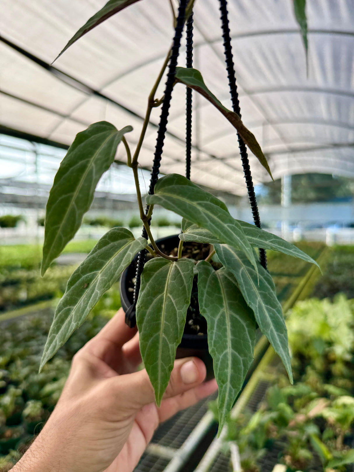 4" Cissus amazonica hanging basket