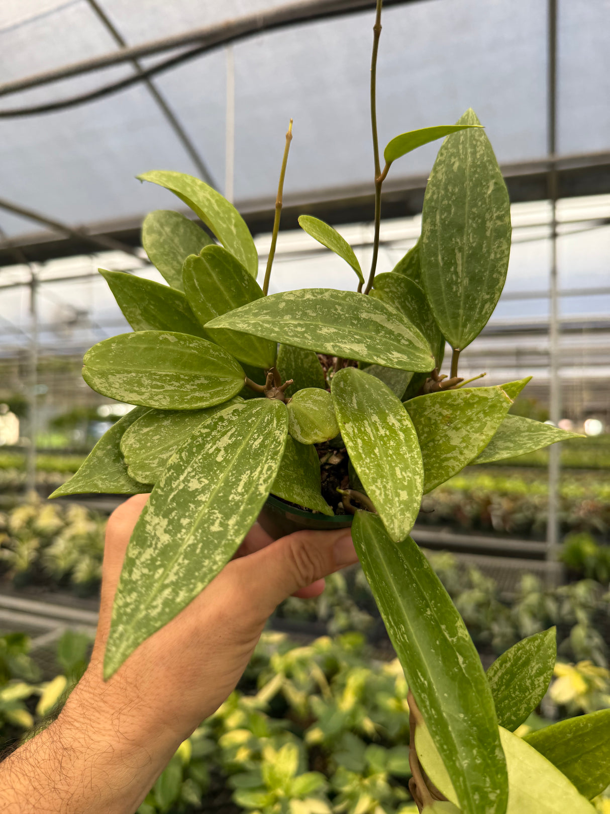 4” Hoya latifolia 'Rangsan' splash - Canopy Plant Co.