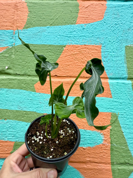 4" Alocasia ‘Teletubbies' - Canopy Plant Co.