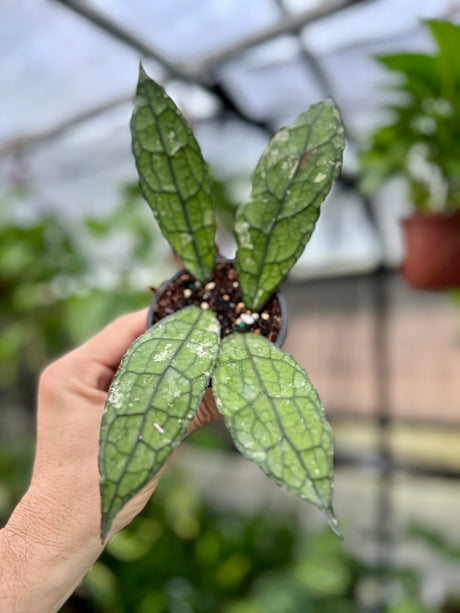 3” Hoya clemensiorum - Canopy Plant Co.