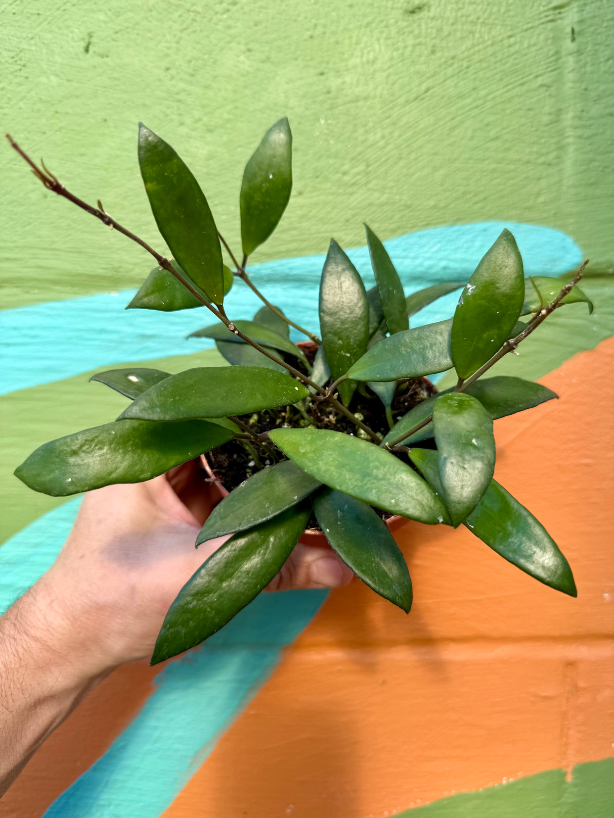 4" Hoya davidcummingii - Canopy Plant Co.