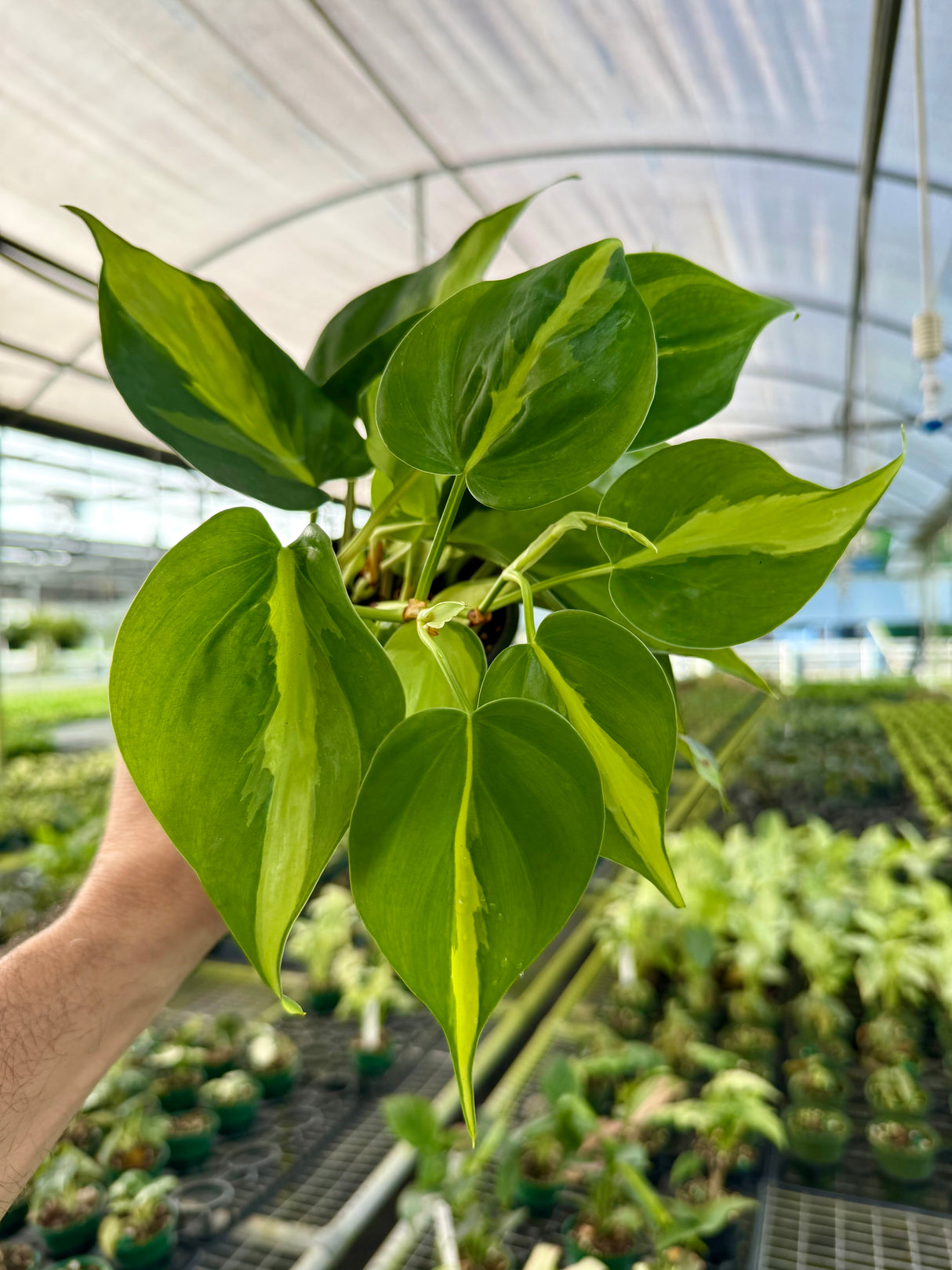 4" Philodendron ‘Brasil’