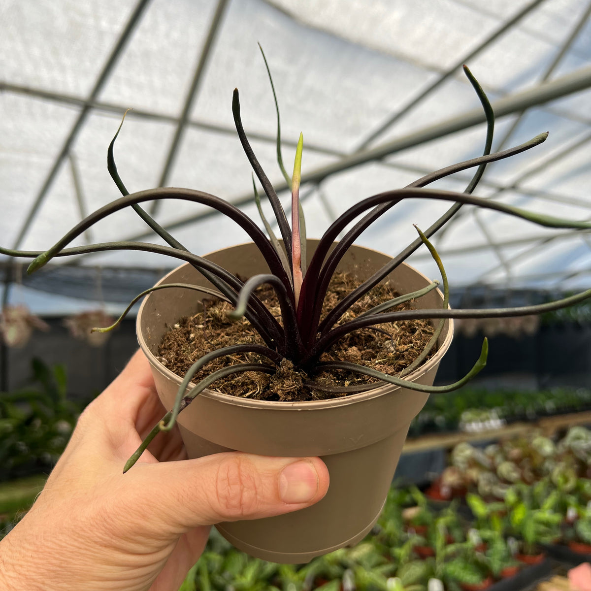 5” Alocasia 'Flying Squid'