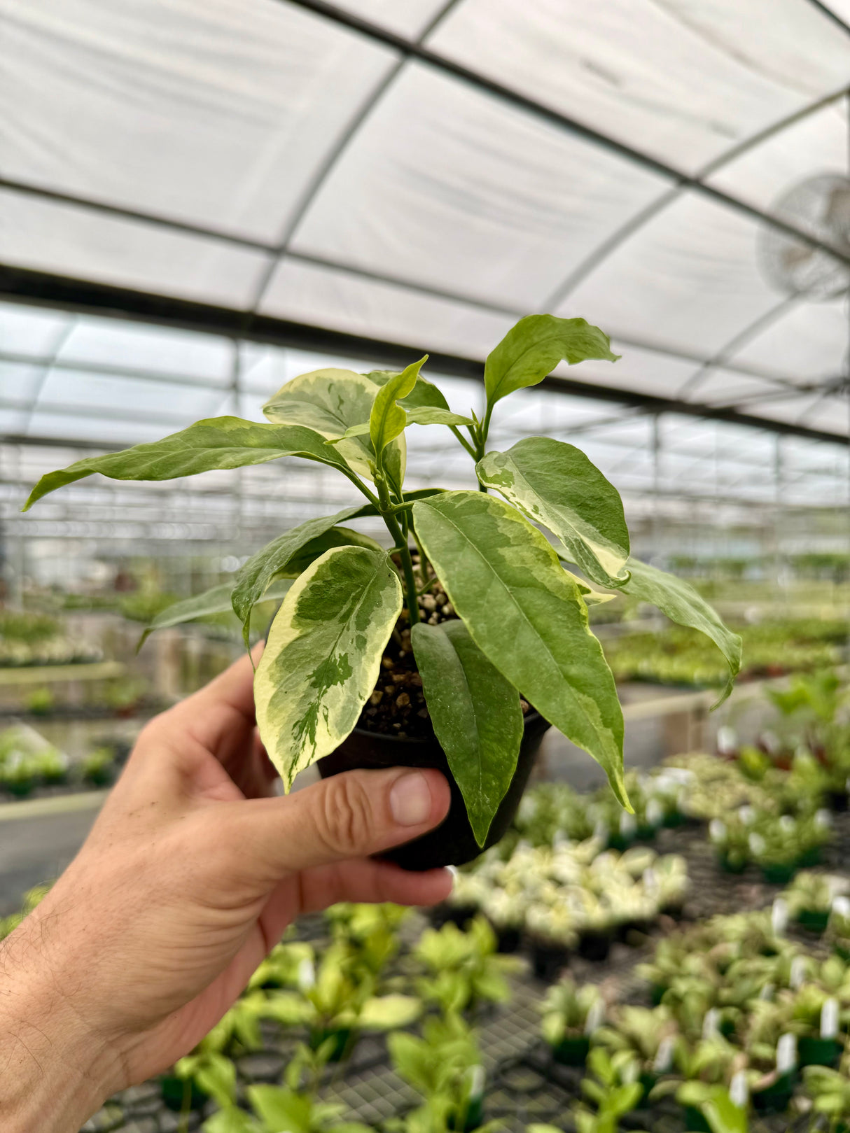 4” Hoya multiflora outer variegated