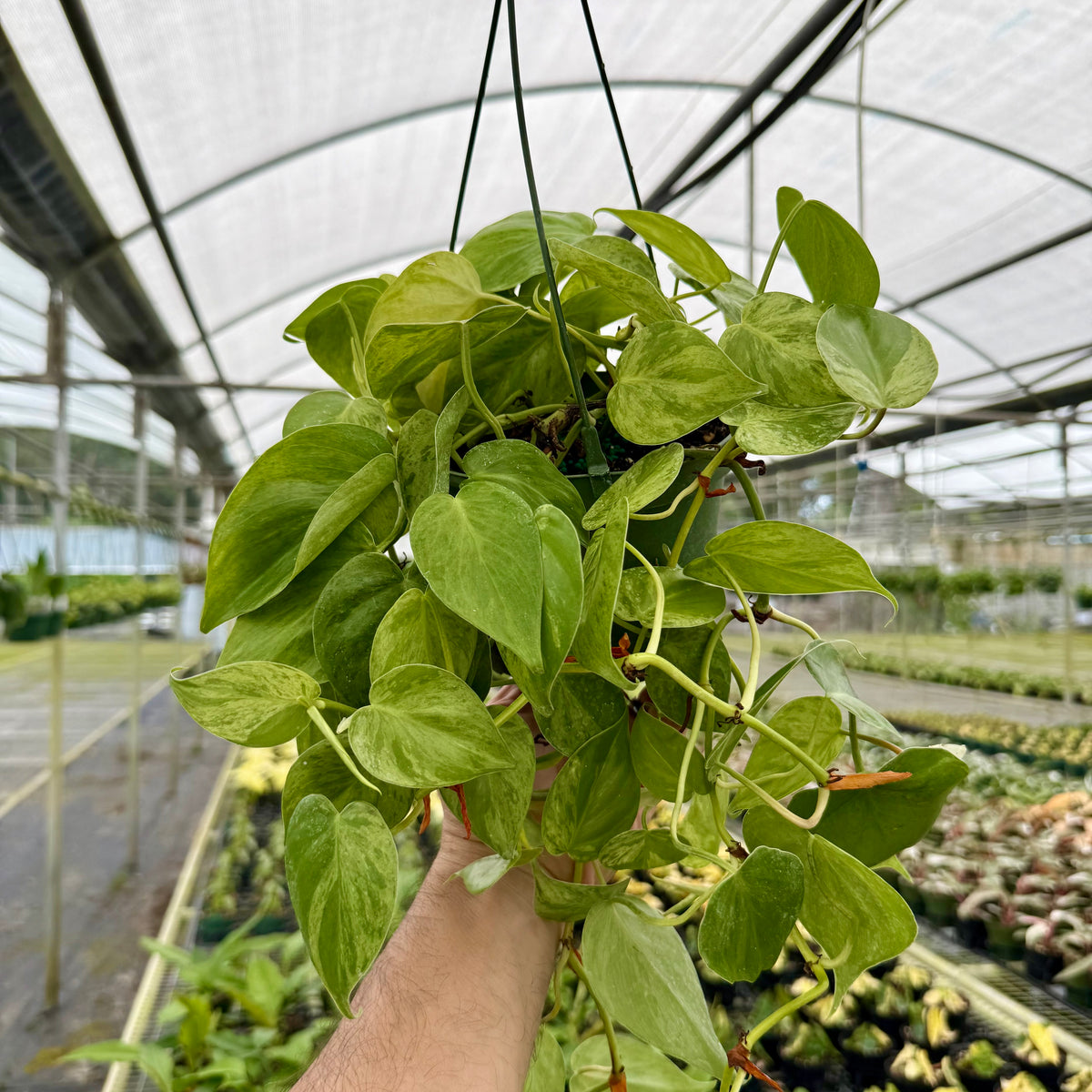 6” Philodendron hederaceum variegated 'Heart Leaf' hanging basket – Canopy  Plant Co