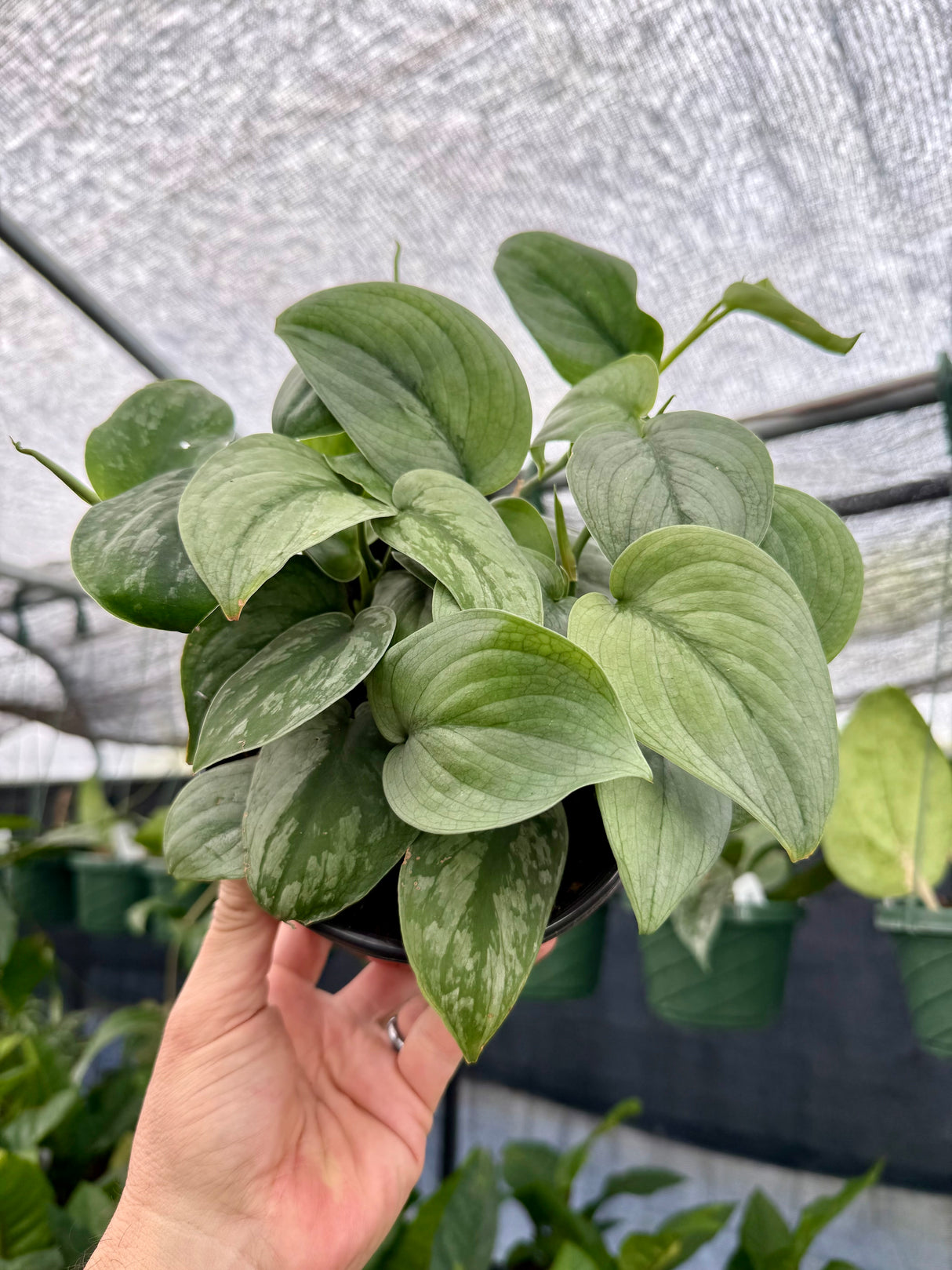 6” Scindapsus ‘Silver Hero’ - Canopy Plant Co.
