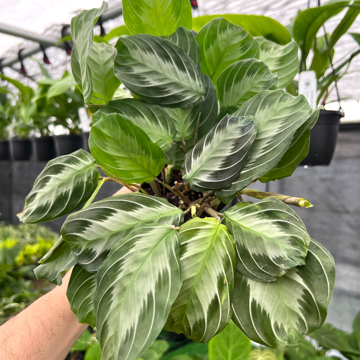 silver band prayer plant 4" Maranta Silver Band