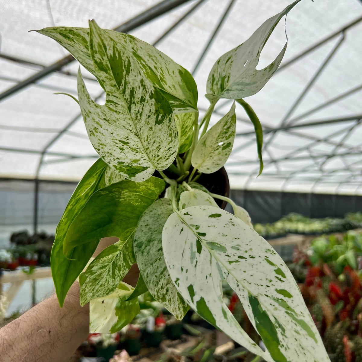 4” Epipremnum pinnatum 