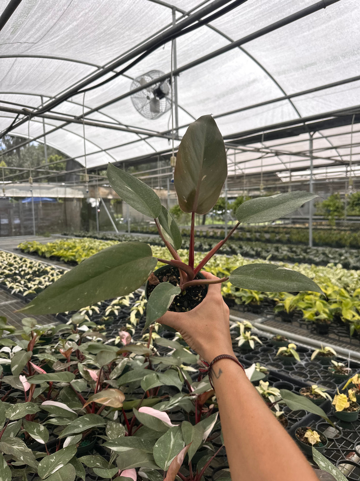 4” Philodendron ‘Burgundy Princess'