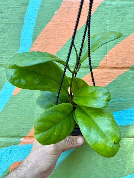 4" Hoya 'Viola' hanging basket - Canopy Plant Co.