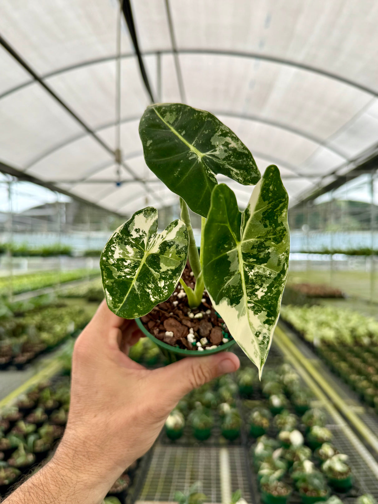4” Alocasia 'Frydek' variegated