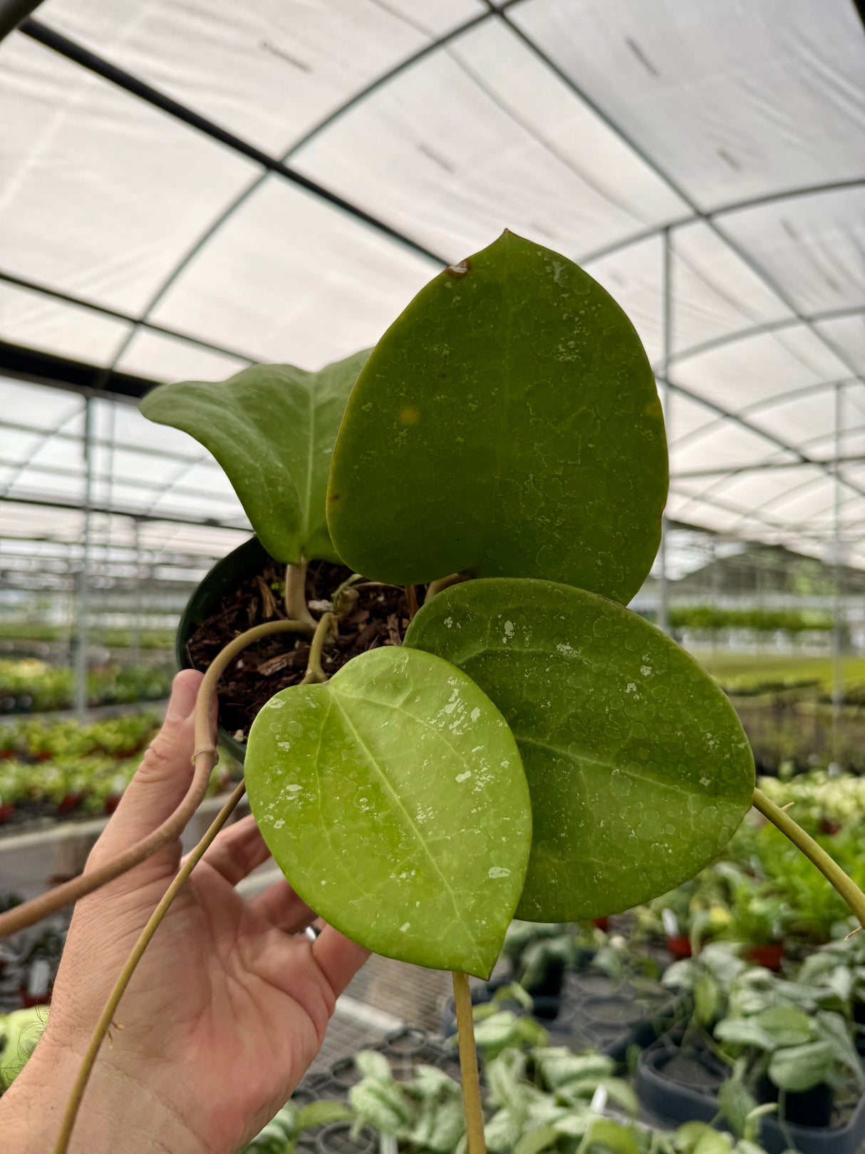 6" Hoya loyceandrewsiana