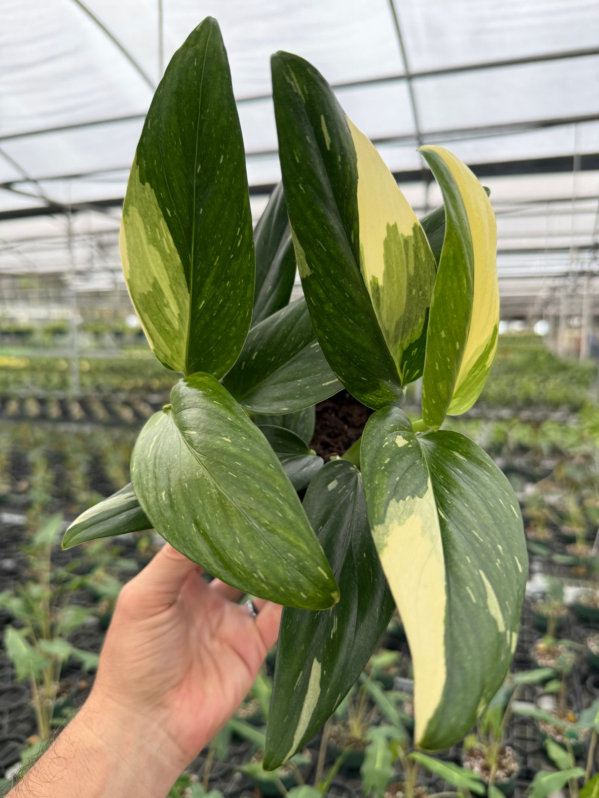 6" Monstera standleyana albo (white variegated) - Canopy Plant Co.