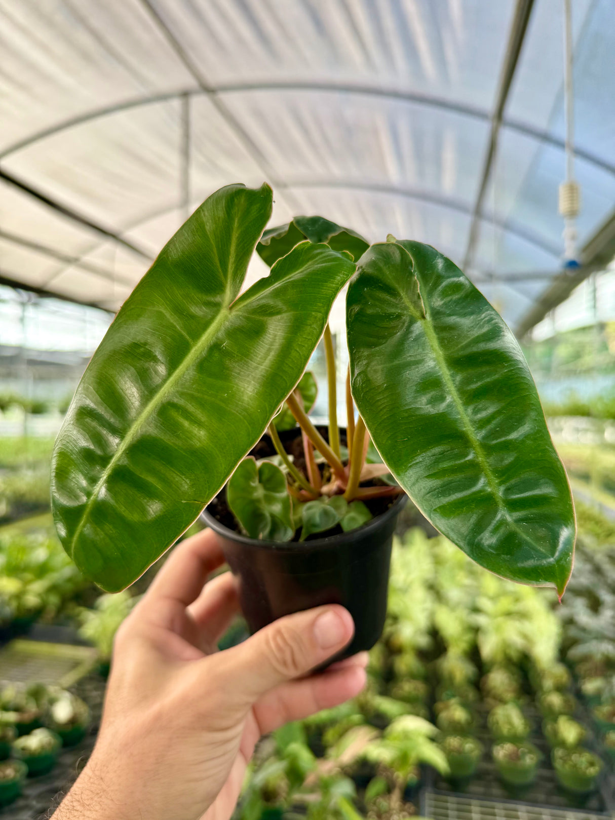 4" Philodendron billietiae