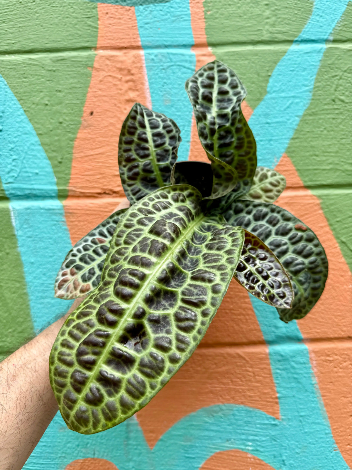Labisia 'Turtle Back' plant in a pot, showcasing its distinctive turtle shell patterned leaves, from Canopy Plant Co.