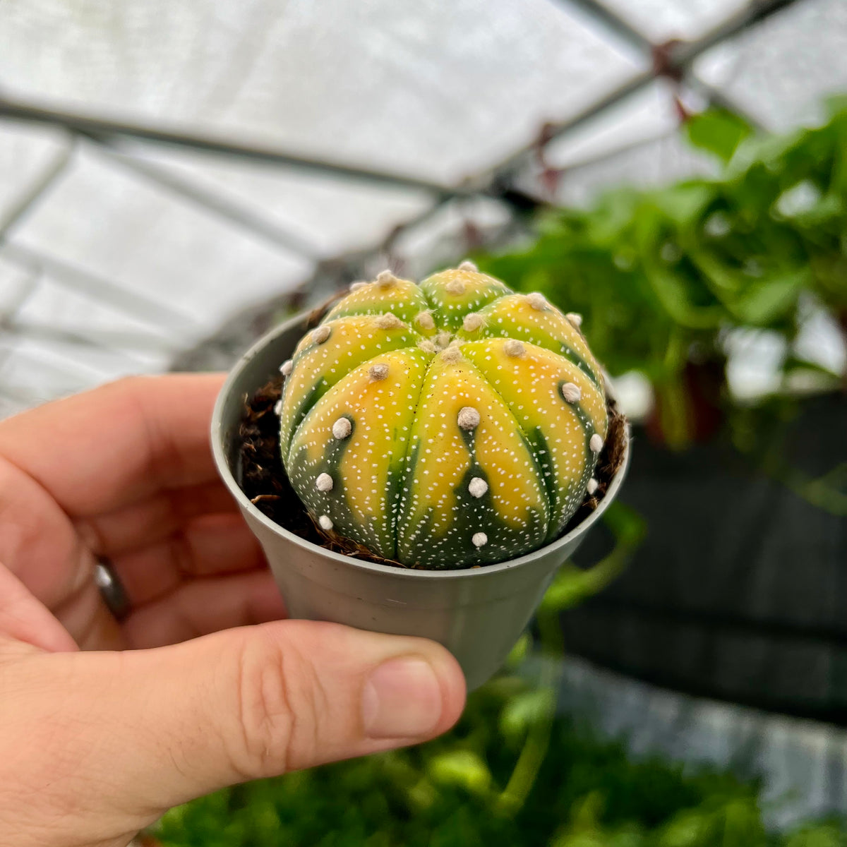 2.5