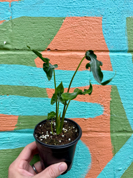 4" Alocasia ‘Teletubbies' - Canopy Plant Co.