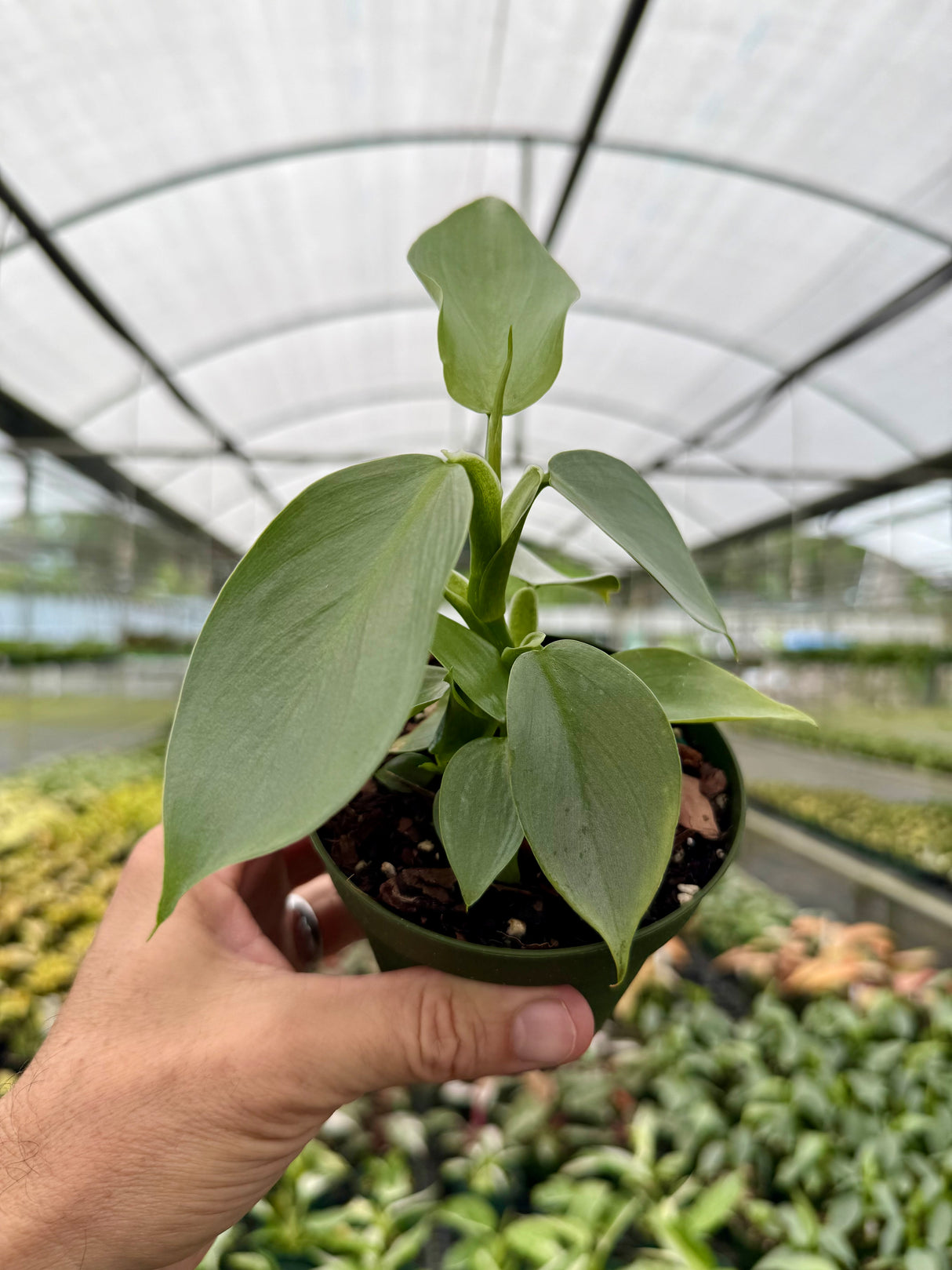 4" Philodendron ‘Silver Sword’