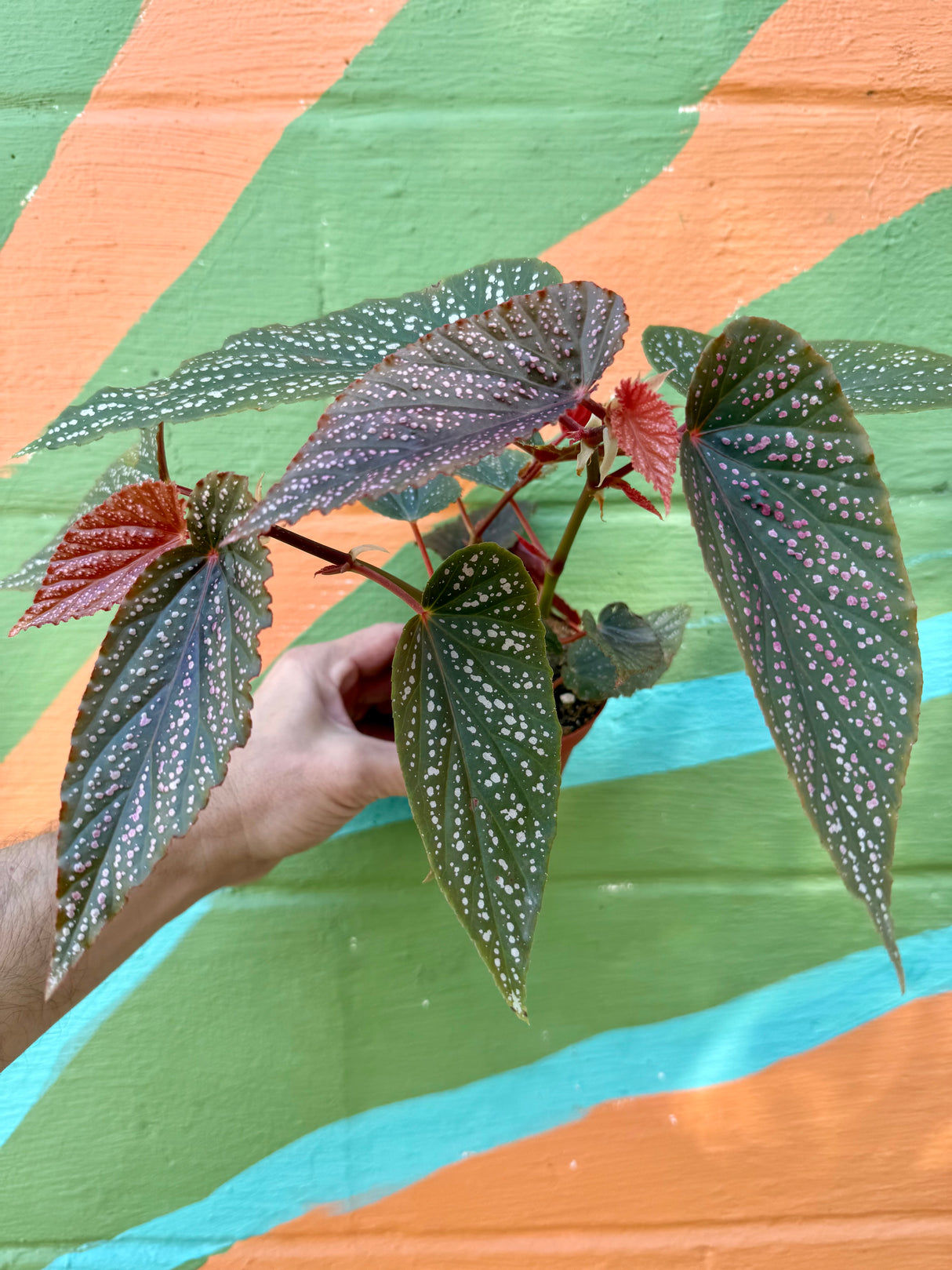 4” Begonia ‘Benigo Pink’ - Canopy Plant Co.