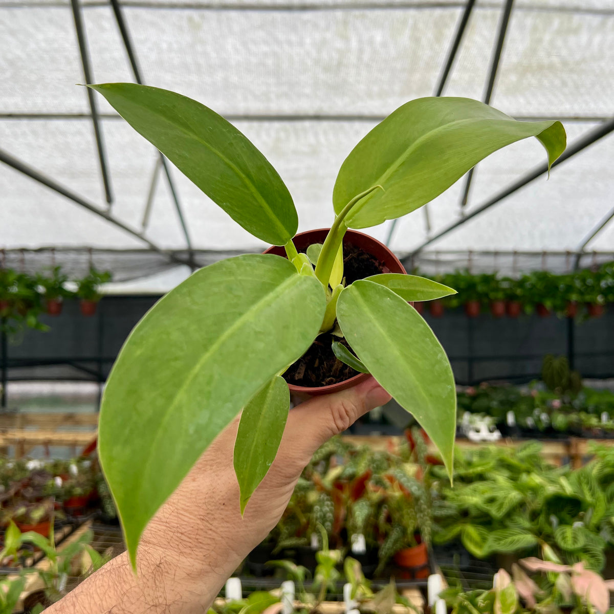 philodendron panda 4" Philodendron panduriforme – Canopy Plant Co