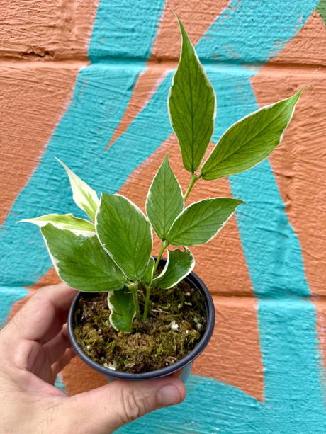 3" Hoya polyneura outer variegated - Canopy Plant Co.