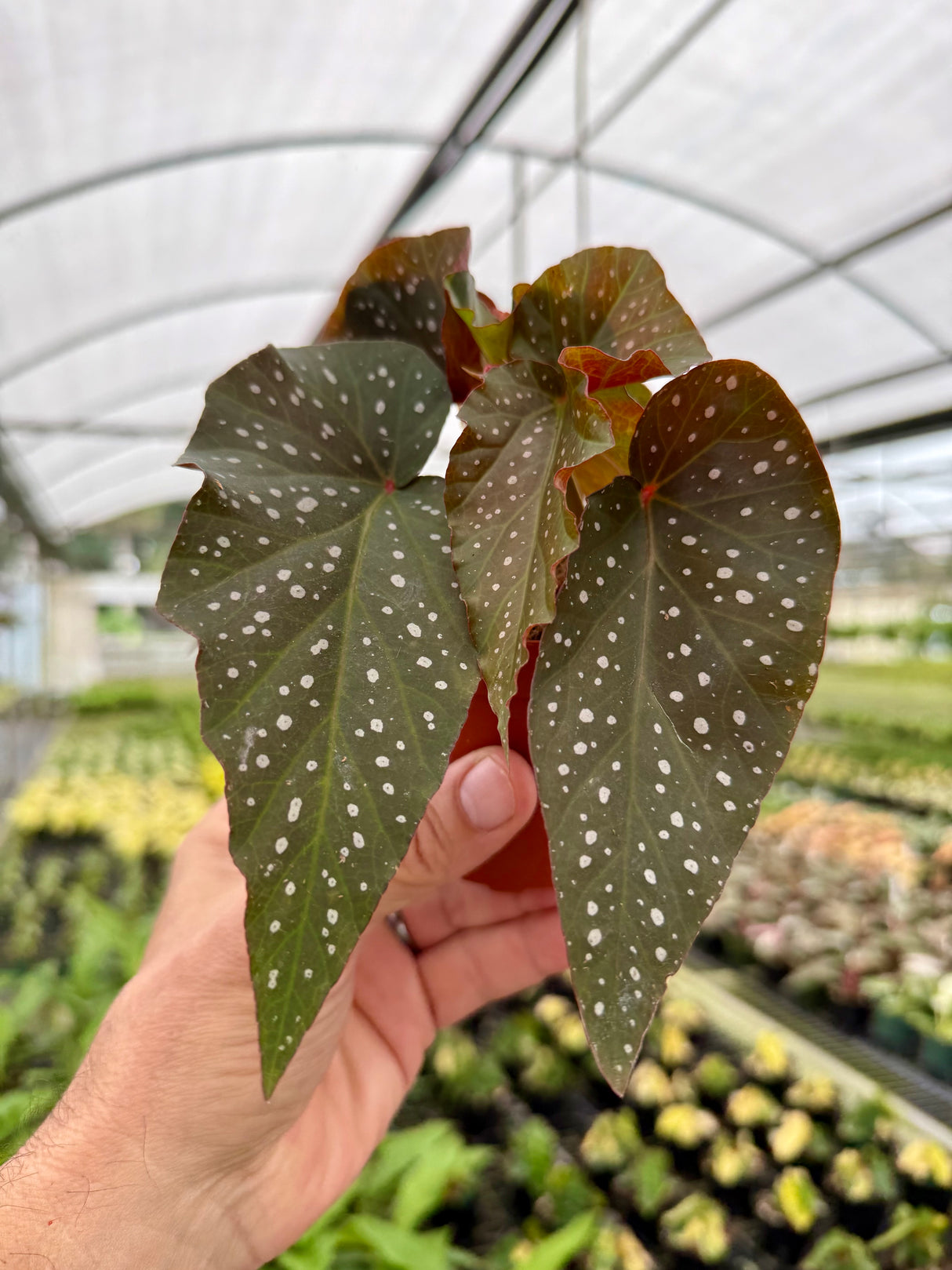 4" Begonia 'Harmony’s Rain Dance'