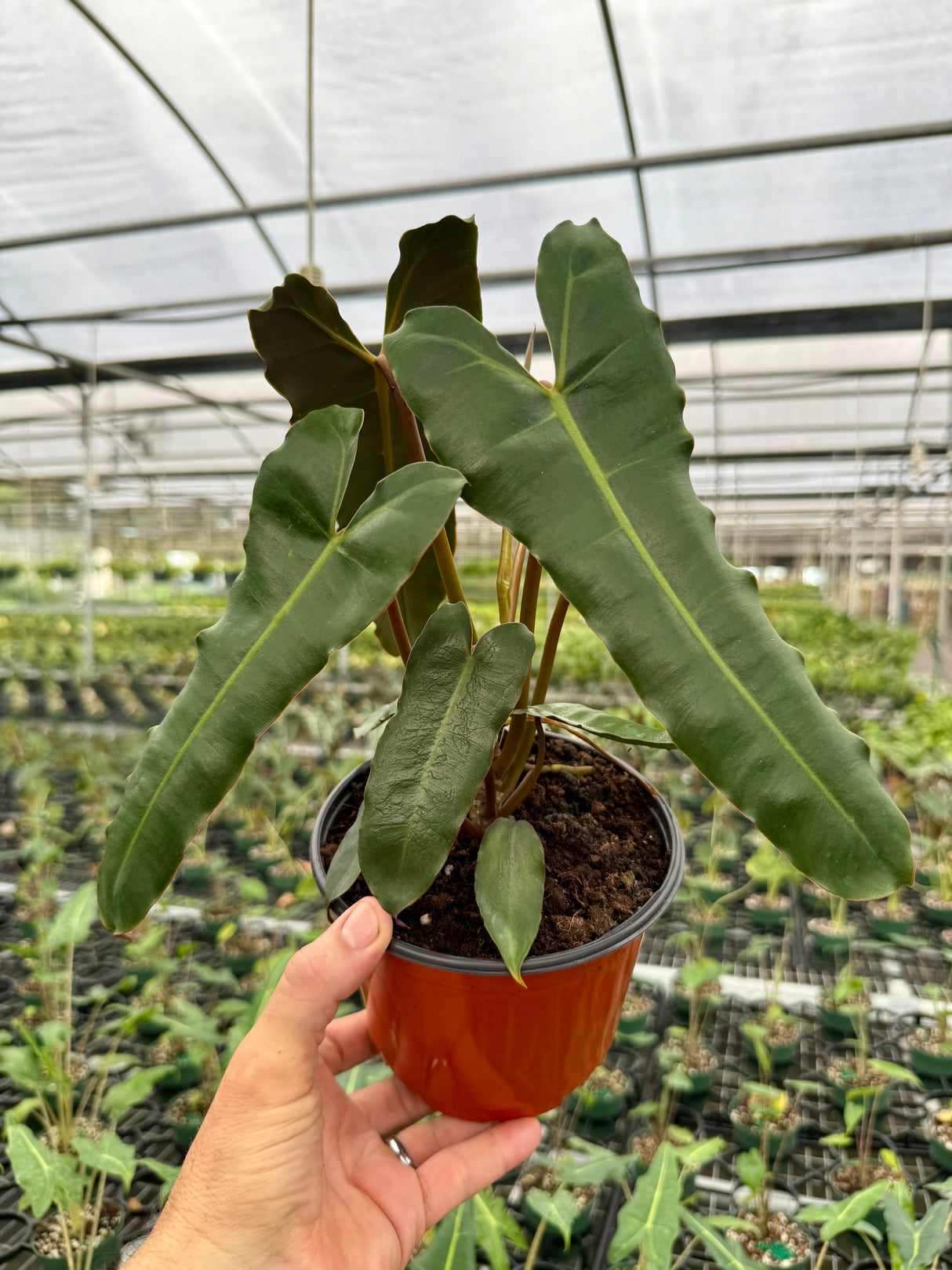 6” Philodendron billietiae 'Black'