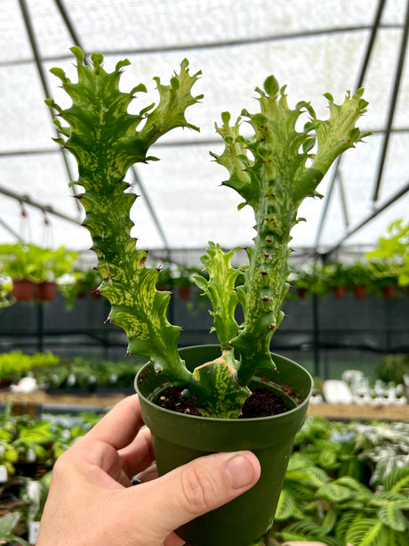 4” Euphorbia ‘Mint Cream’ - Canopy Plant Co.