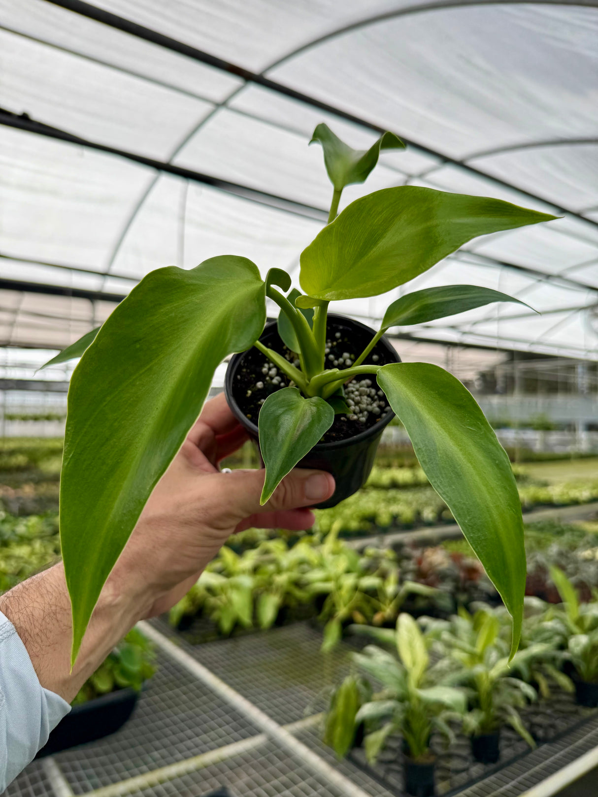 4" Philodendron rugosum