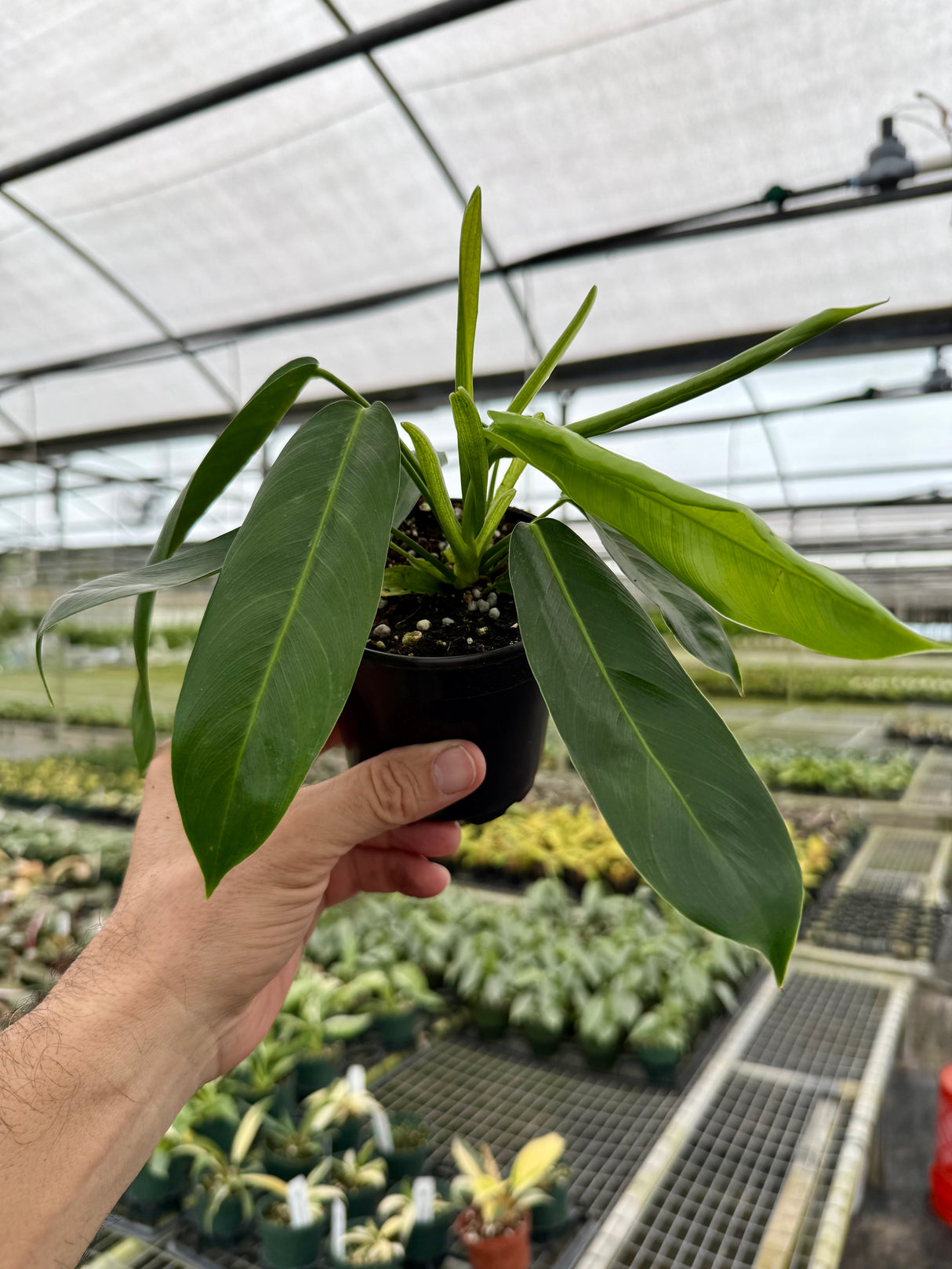 4" Philodendron patriciae