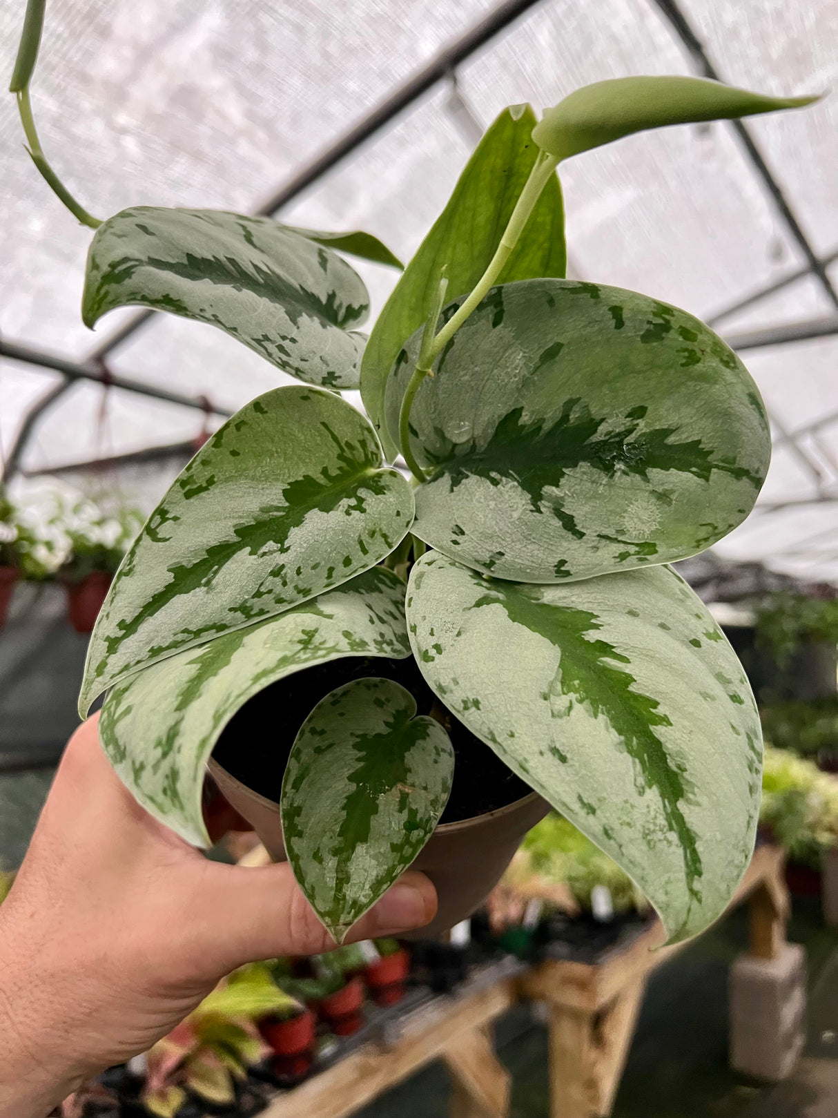 5” Scindapsus 'Sparkling Borneo' - Canopy Plant Co.