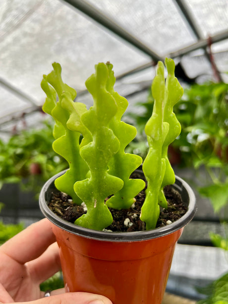 4" Epiphyllum anguliger 'Fishbone Cactus' - Canopy Plant Co.