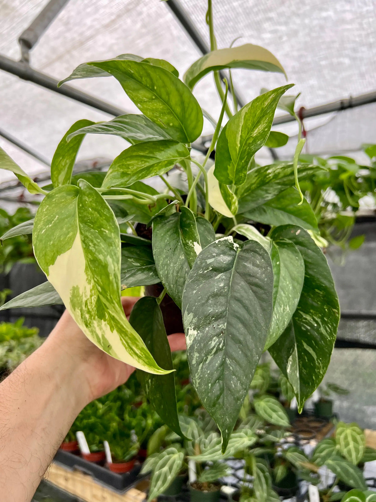 Variegated Epipremnum pinnatum albo plant, 6-inch potted Epipremnum by Canopy Plant Co. with green and white variegated leaves.