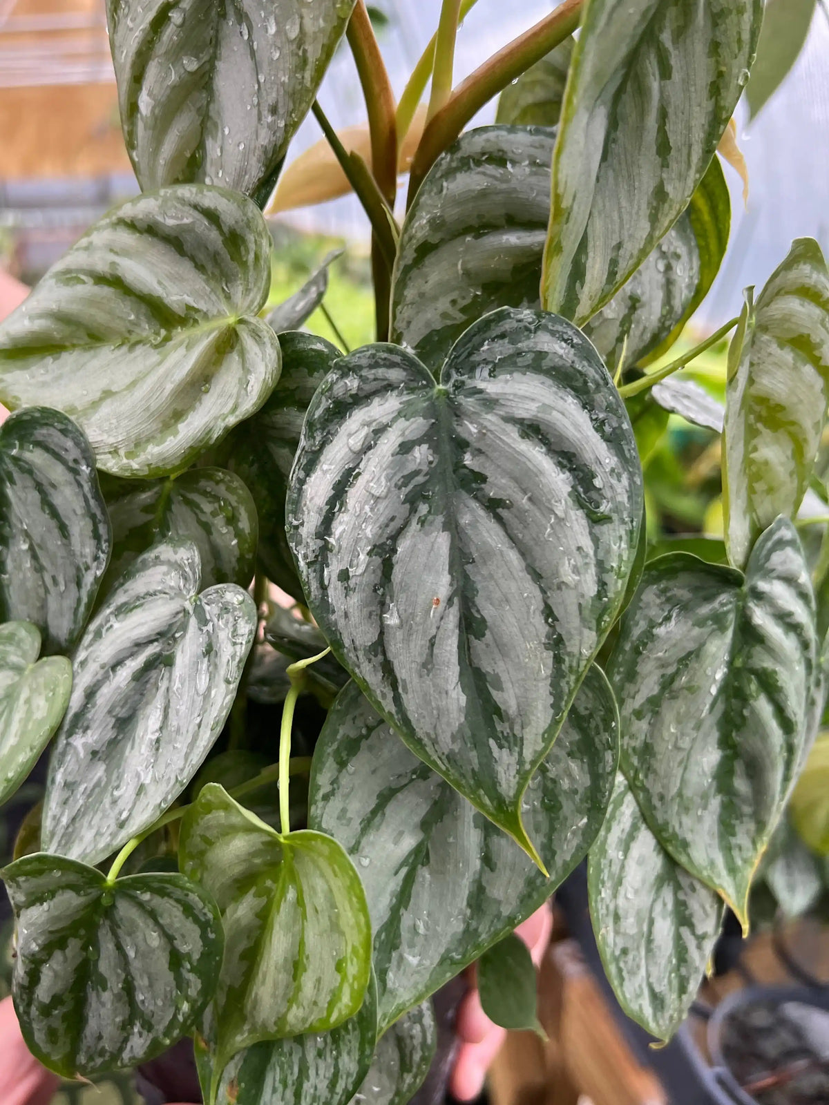 Healthy 6-inch Philodendron brandtianum plant with lush green leaves, crafted by Canopy Plant Co.