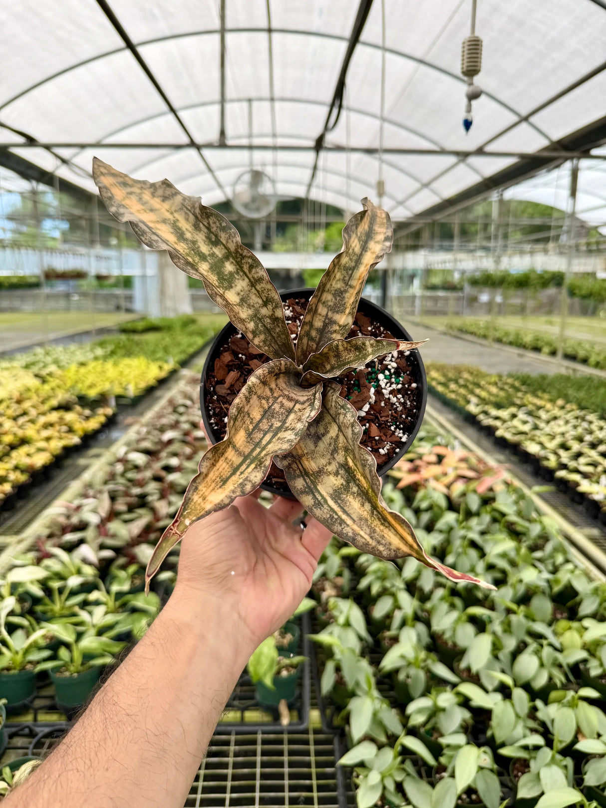 Variegated 6-inch Sansevieria kirkii 'Coppertone' plant by Canopy Plant Co., showing its distinctive green and copper-toned leaves.