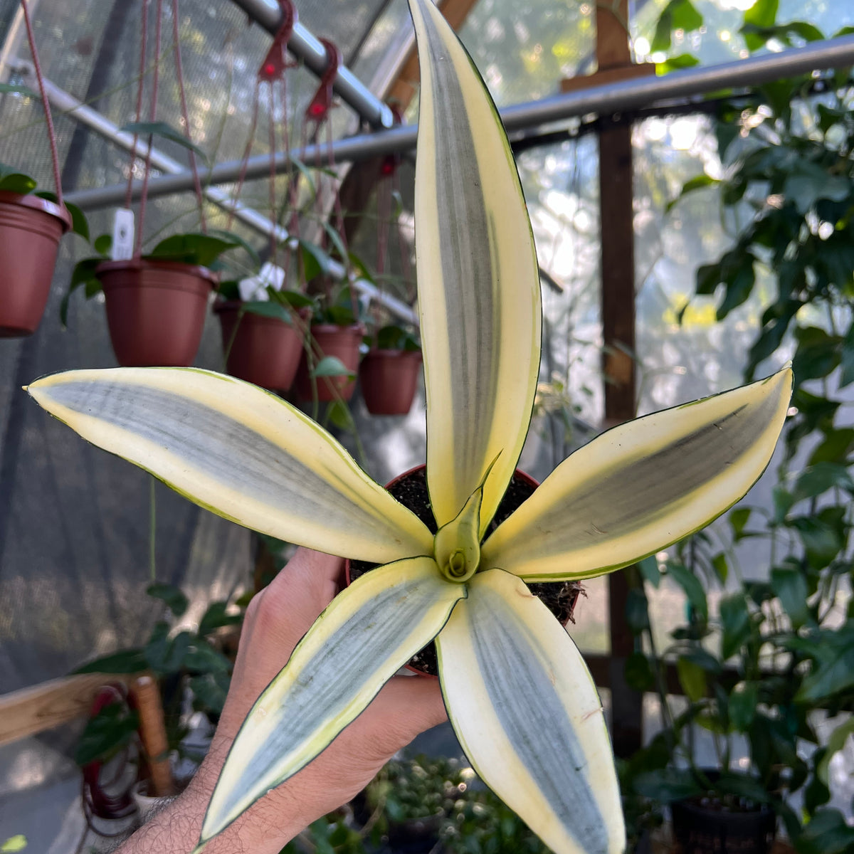 sansevieria to buy 4" Sansevieria Ghost