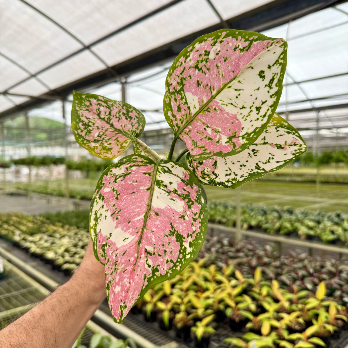 aglaonema dud white 4” Aglaonema tricolor 'Anyamanee'