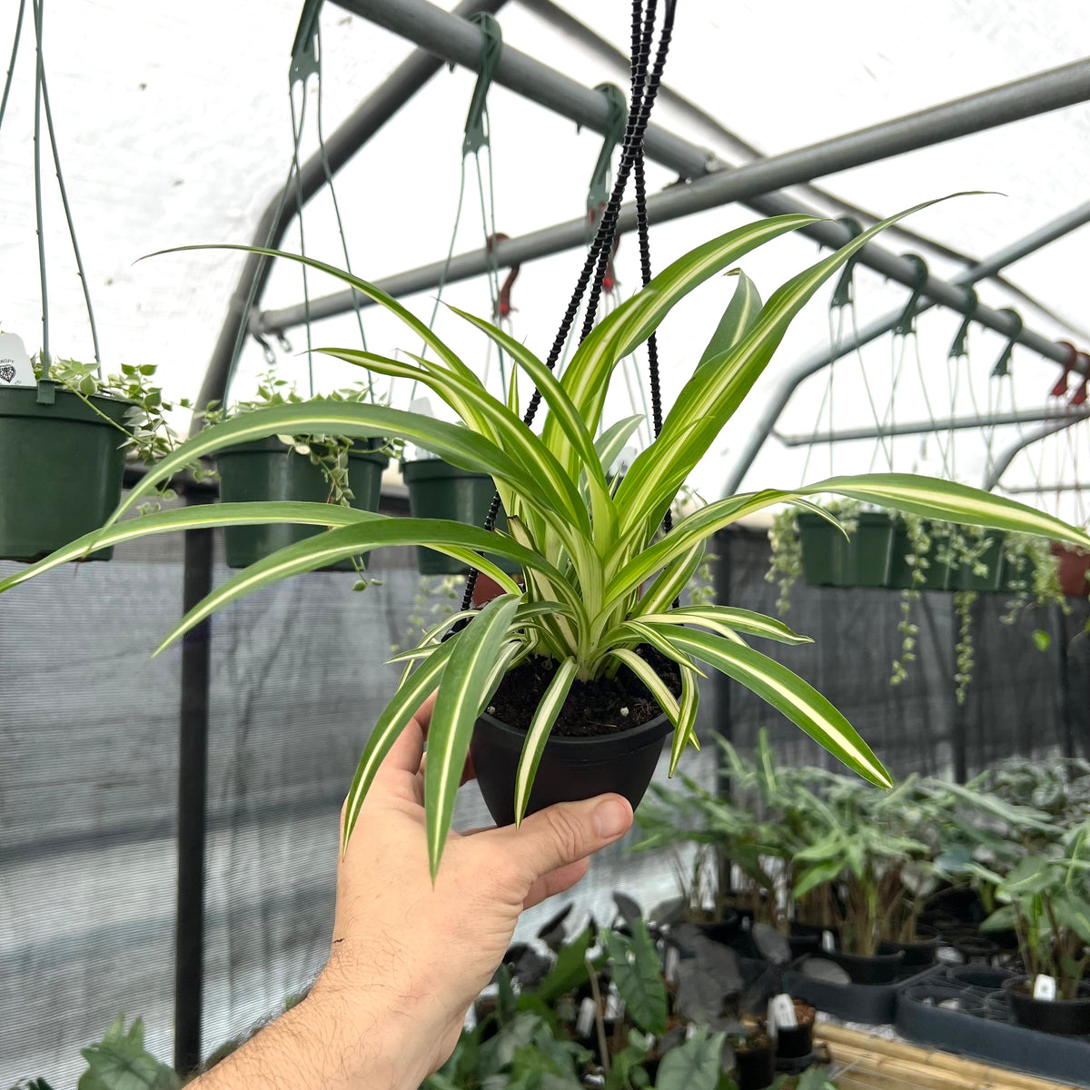chlorophytum atlantic 4" Spider Plant 'Atlantic' hanging basket – Canopy Plant Co
