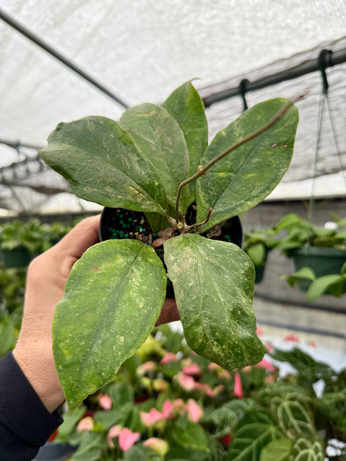4” Hoya 'Chicken Farm' - Canopy Plant Co.
