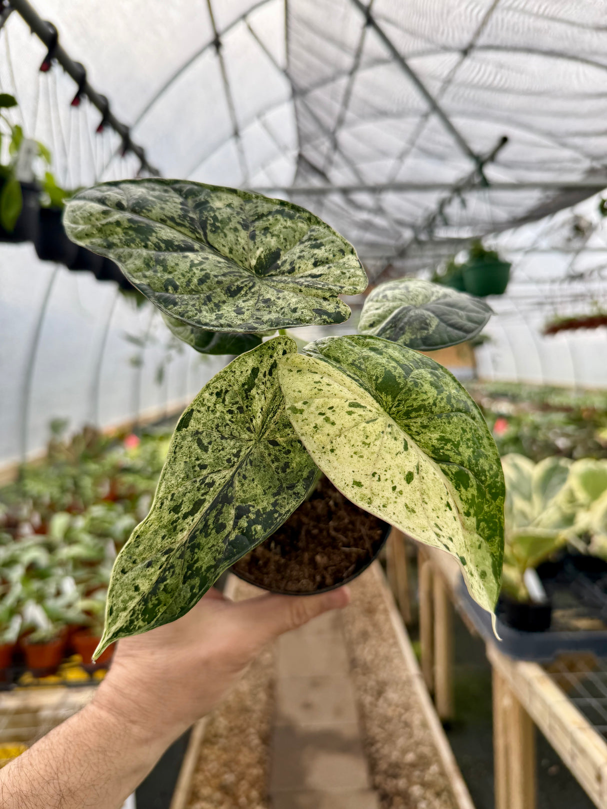 4” Alocasia 'Dragon Scale' variegated (Mint) - Canopy Plant Co.