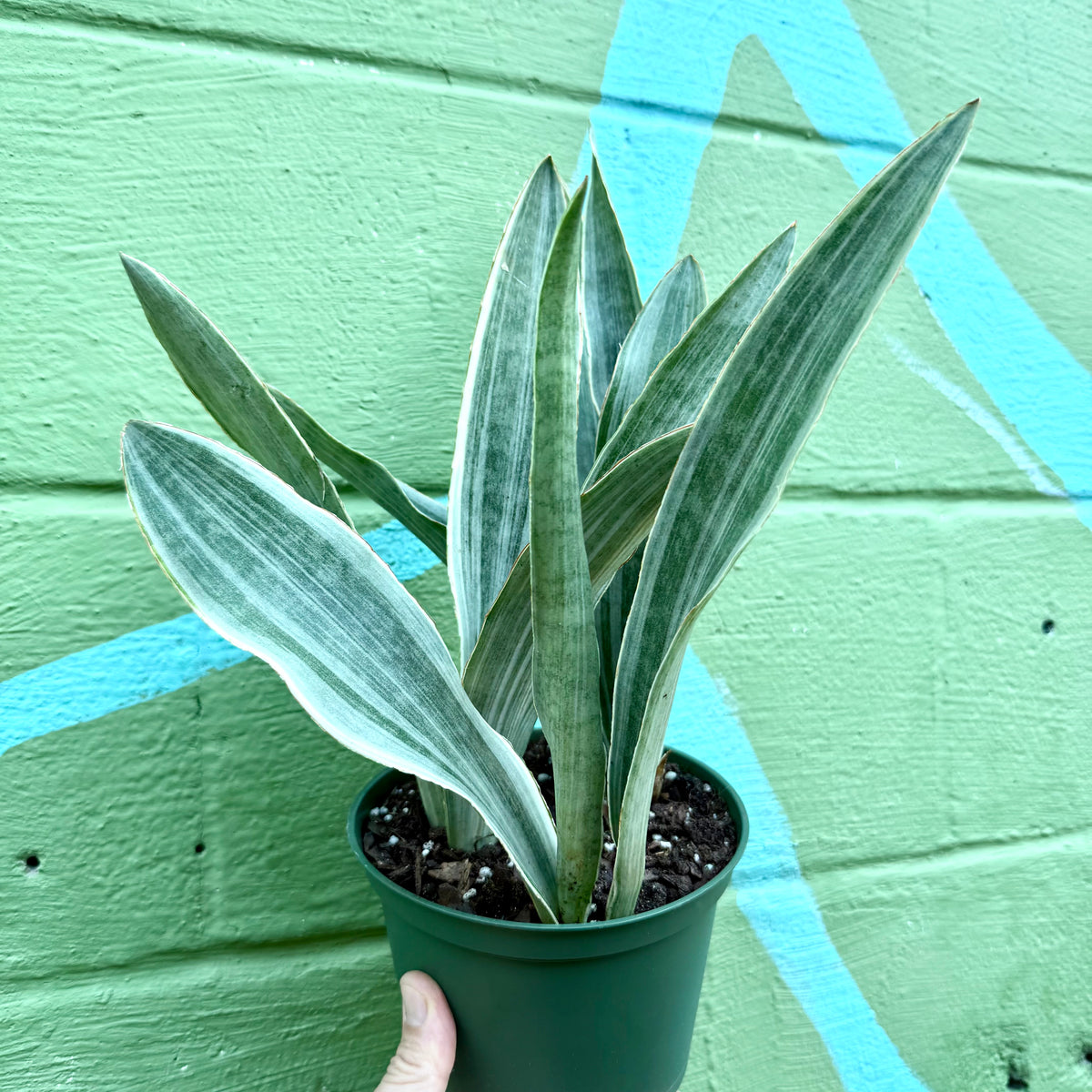 sansevieria siam silver white variegated 6” Sansevieria 'Sayuri' – Canopy Plant Co