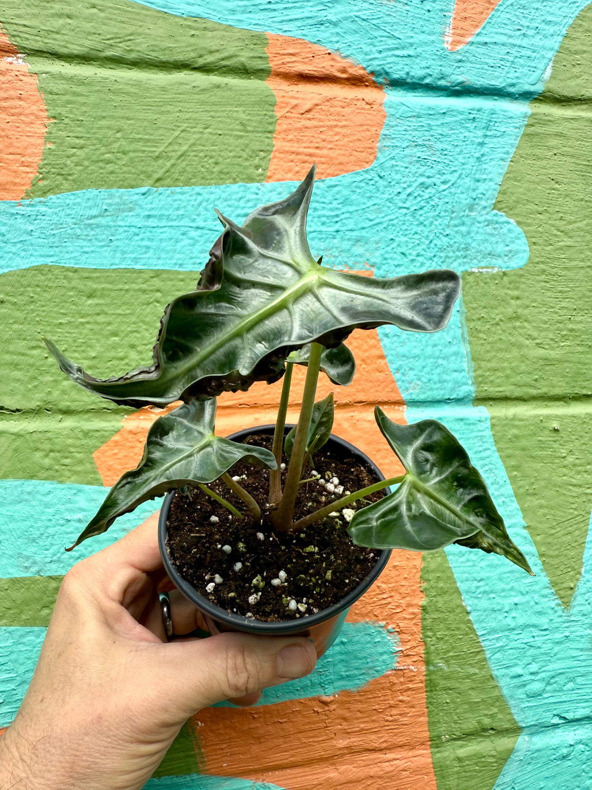 4" Alocasia ‘Loco’ - Canopy Plant Co.