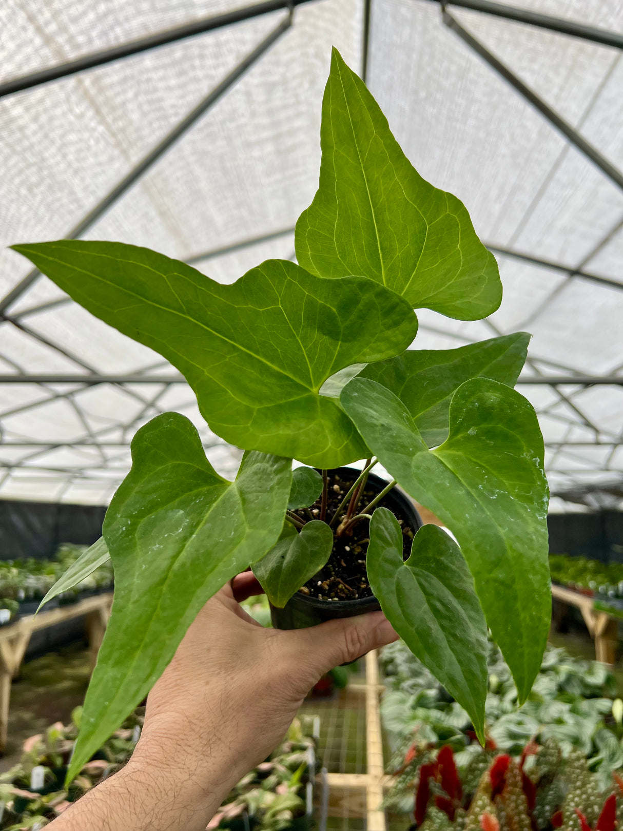 4" Anthurium podophyllum - Canopy Plant Co.