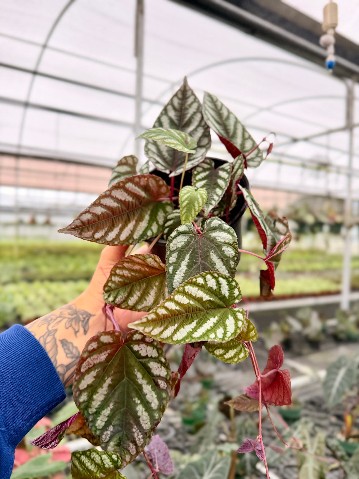 6" Cissus discolor