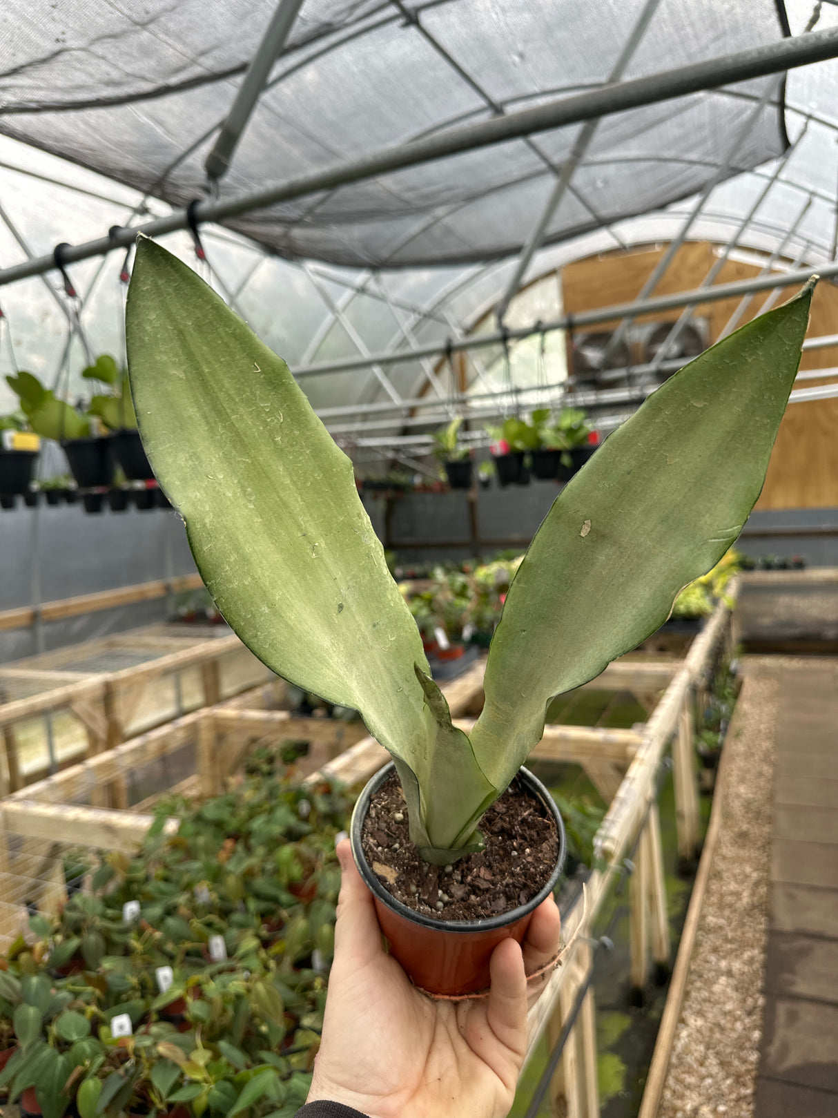4" Sansevieria Moonshine - Canopy Plant Co.